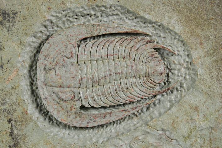 Lower Cambrian Trilobite (Neltneria) - Issafen, Morocco #359163